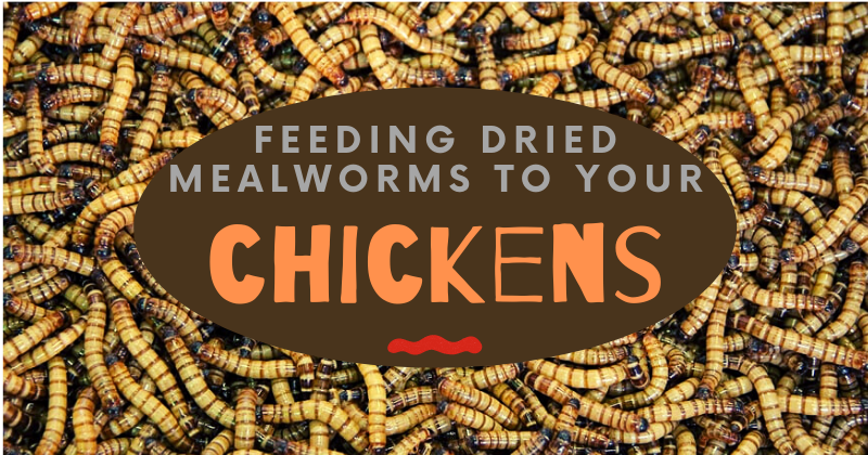 caring for chickens in the (1).png