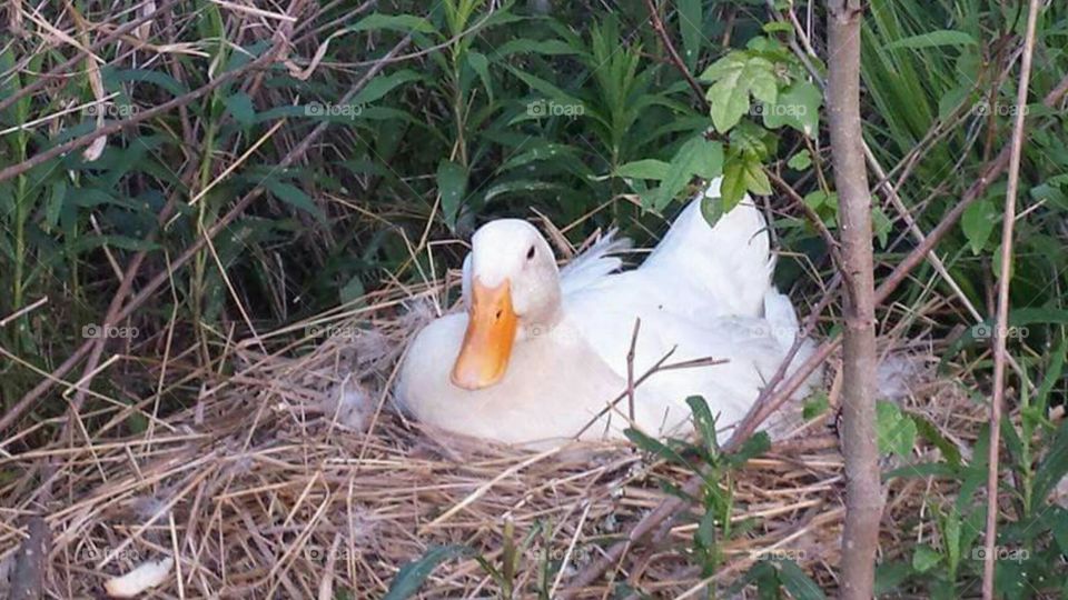 white-mother-duck-sitting-on-nest-of-eggs.jpg