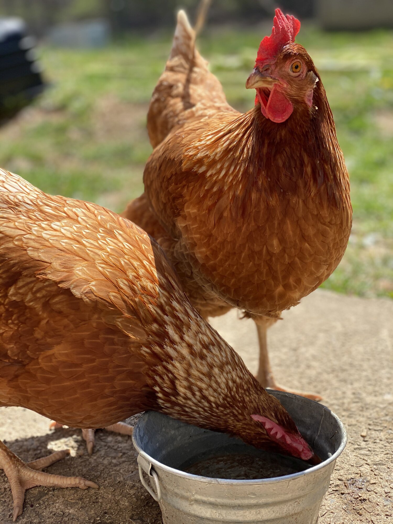 Fluster Cluck Acres, Frederick, MD BackYard Chickens Learn How to