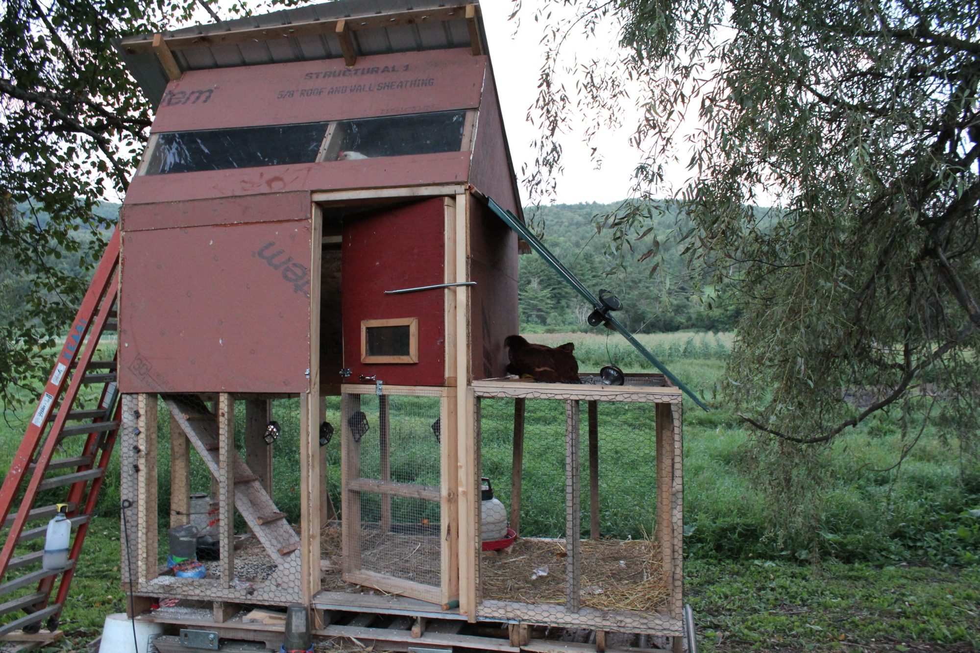 froghog coop, VT BackYard Chickens Learn How to Raise Chickens