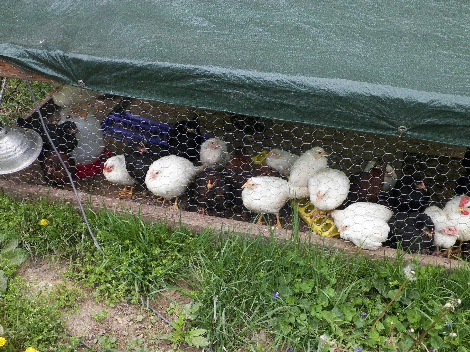 From Chicken Hobby to Chicken Business in 4 Years BackYard Chickens pic image