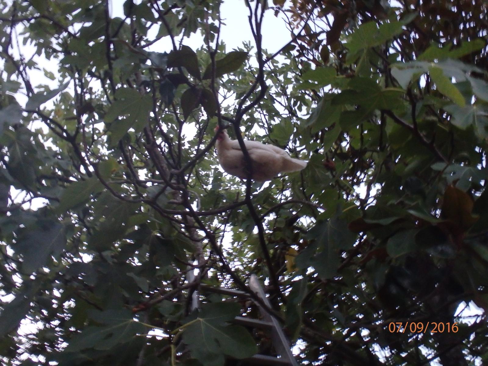 Getting Chickens Out Of Trees.....and into their coops. BackYard