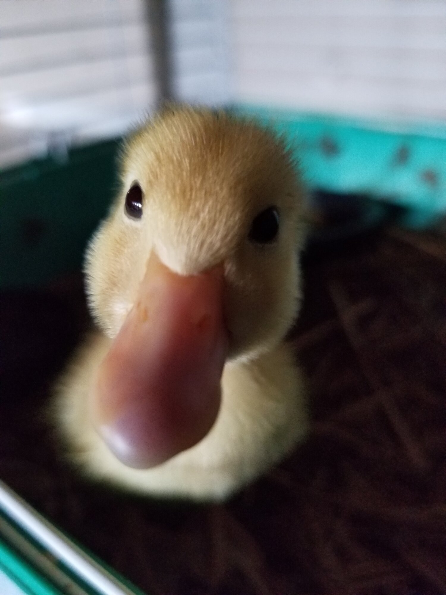Getting your ducklings BackYard Chickens Learn How to Raise Chickens