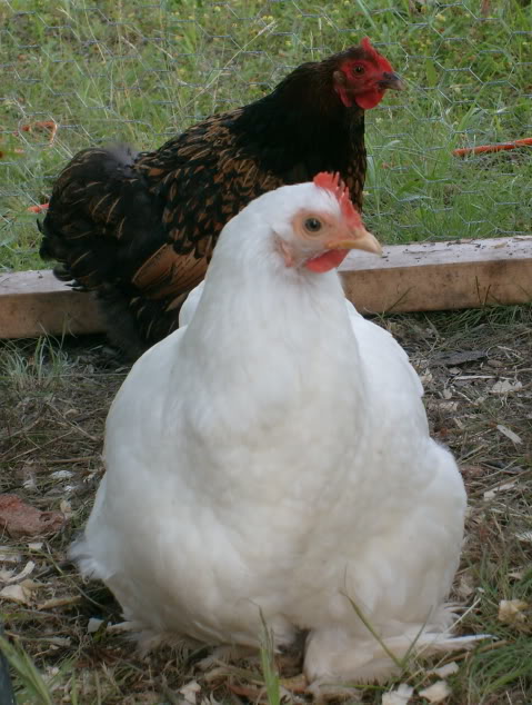 brahmasandcochins007.jpg