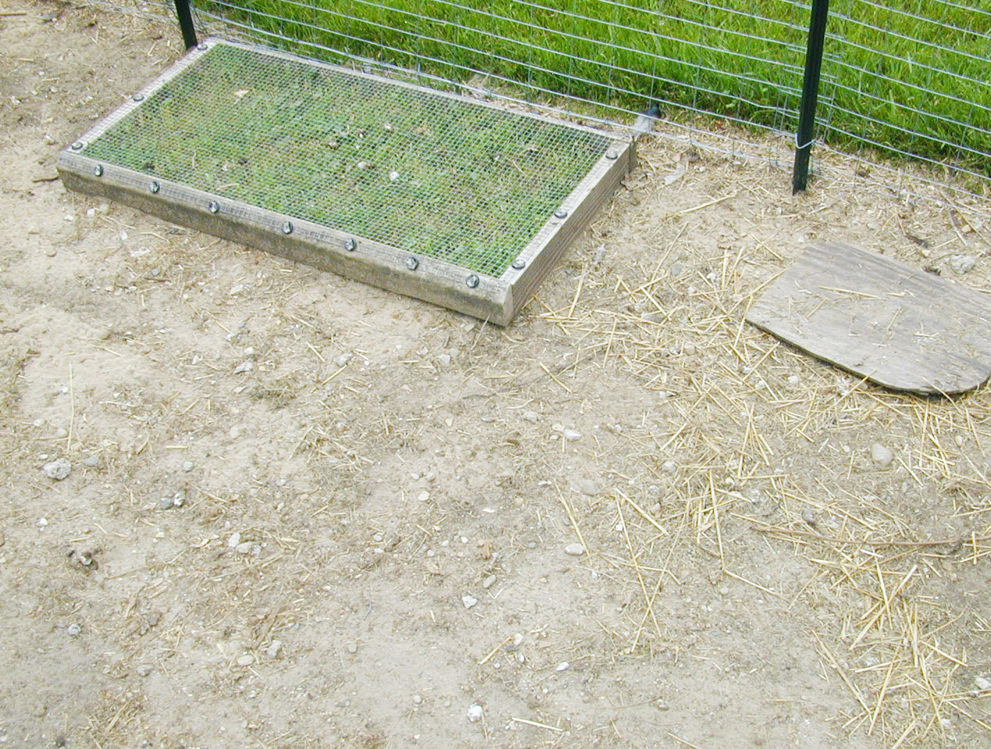 Grazing Frames BackYard Chickens Learn How to Raise Chickens