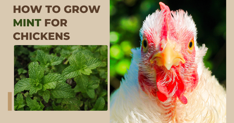 How to Grow MINT for Chickens.png