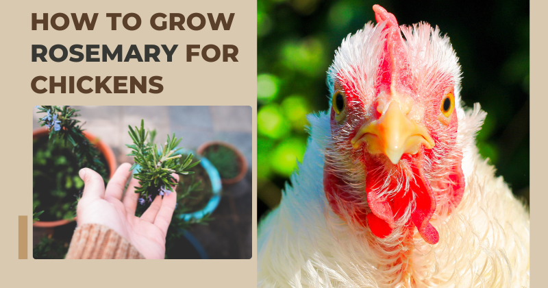 HOW TO GROW Rosemary for Chickens.png