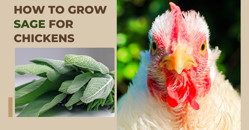 HOW TO Grow Sage for Chickens.png