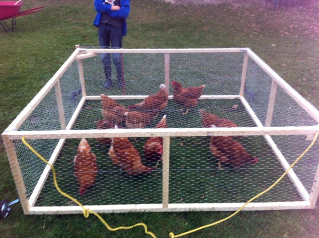 Hale Moa Hen Pen BackYard Chickens Learn How to Raise Chickens