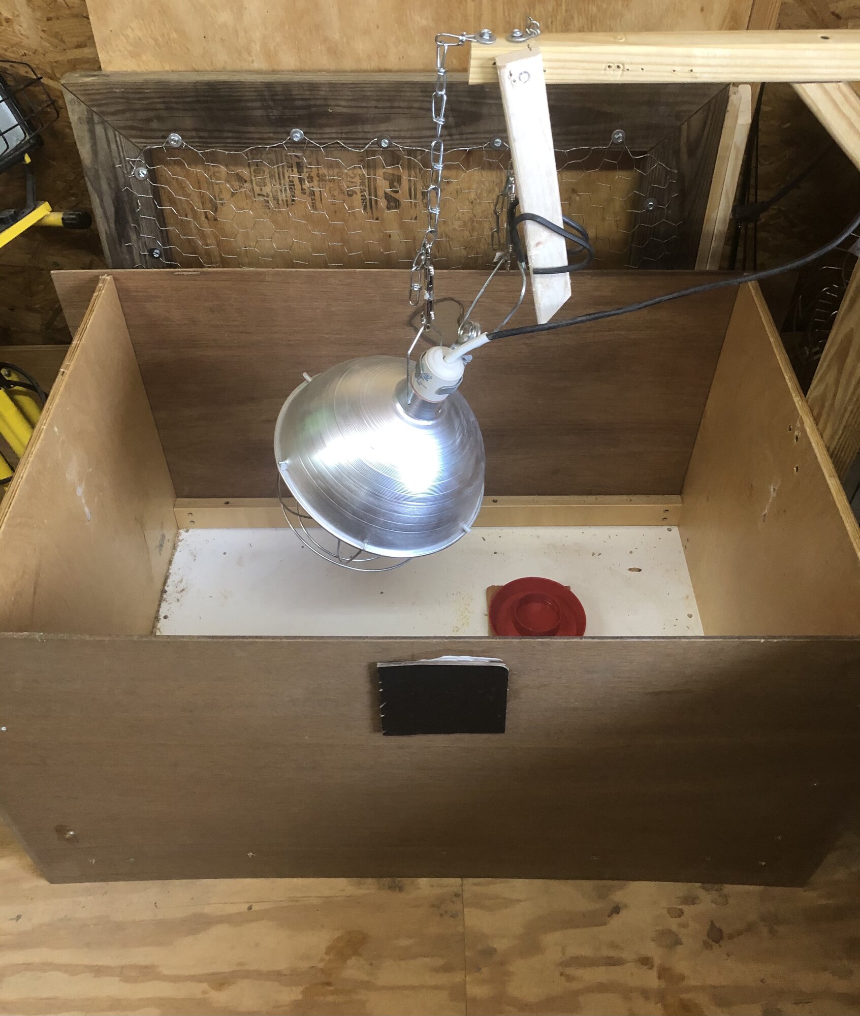 Heat lamp BackYard Chickens Learn How to Raise Chickens