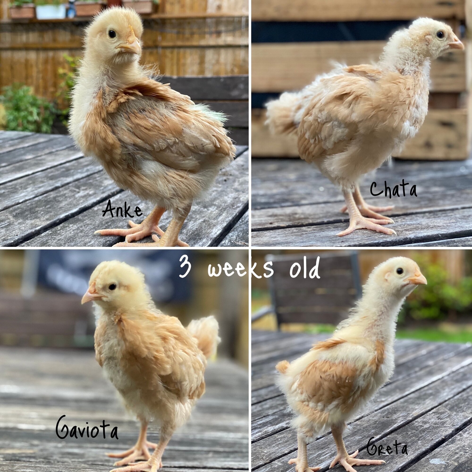 HELP SICK CHICK!!!!!!!!!! BackYard Chickens Learn How to Raise Chickens