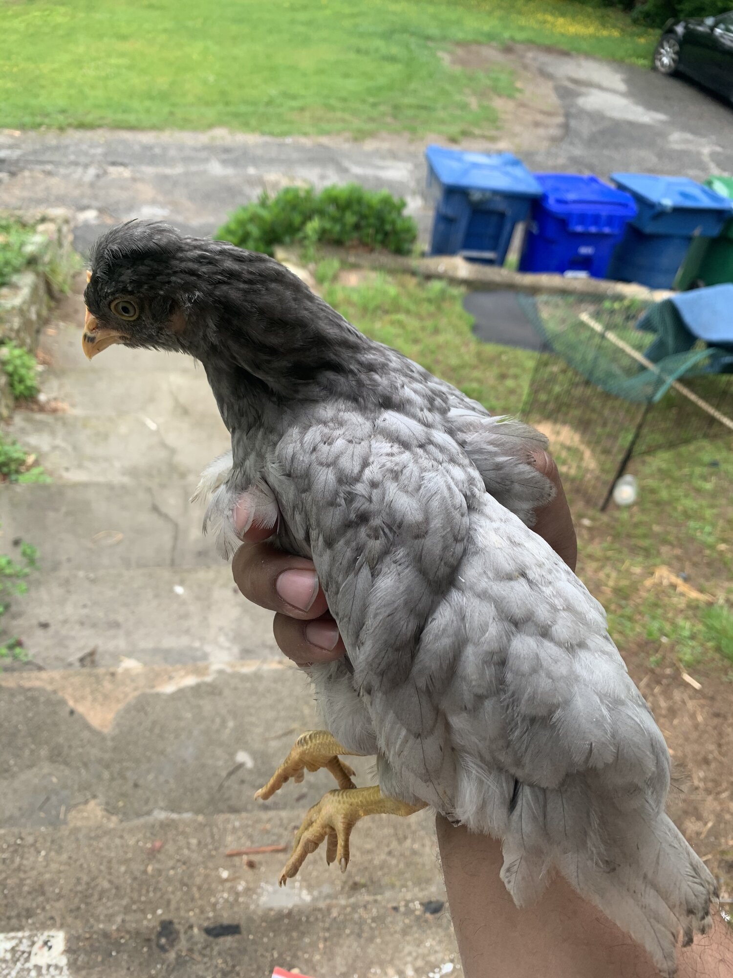 How big do my chicks have to be before I can move them into an outdoor