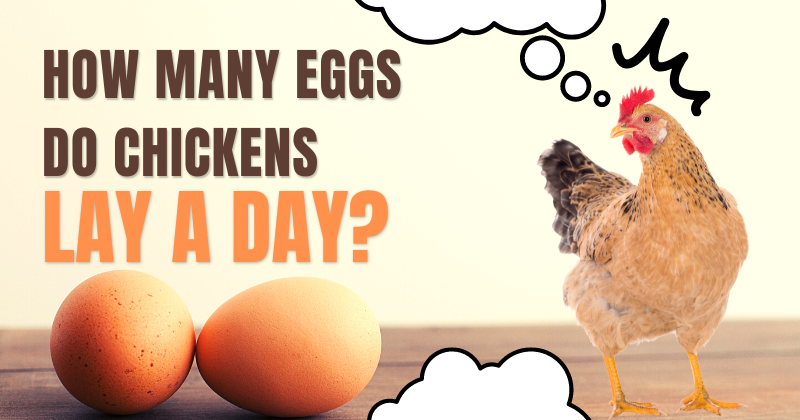 How do you display your fresh eggs?  BackYard Chickens - Learn How to  Raise Chickens