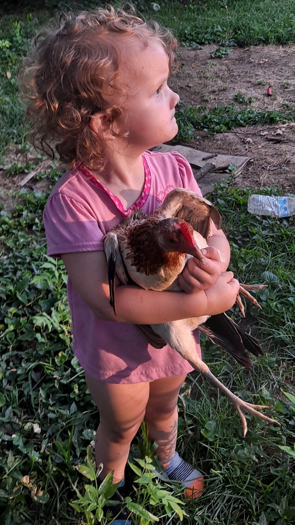 How to catch chickens 101 BackYard Chickens Learn How to Raise Chickens