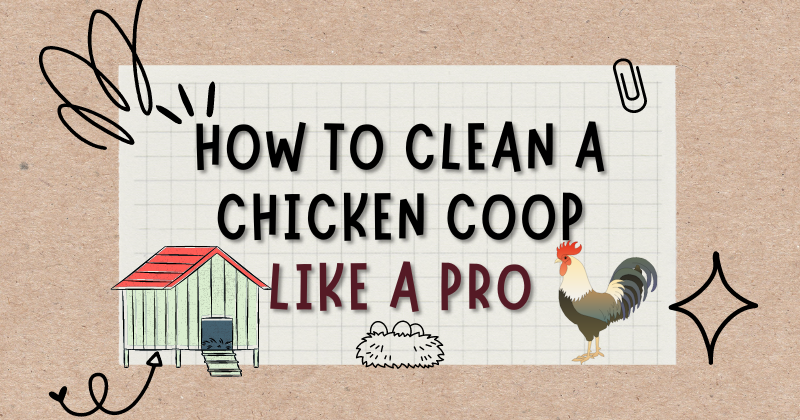 How to Clean a Chicken Coop.png