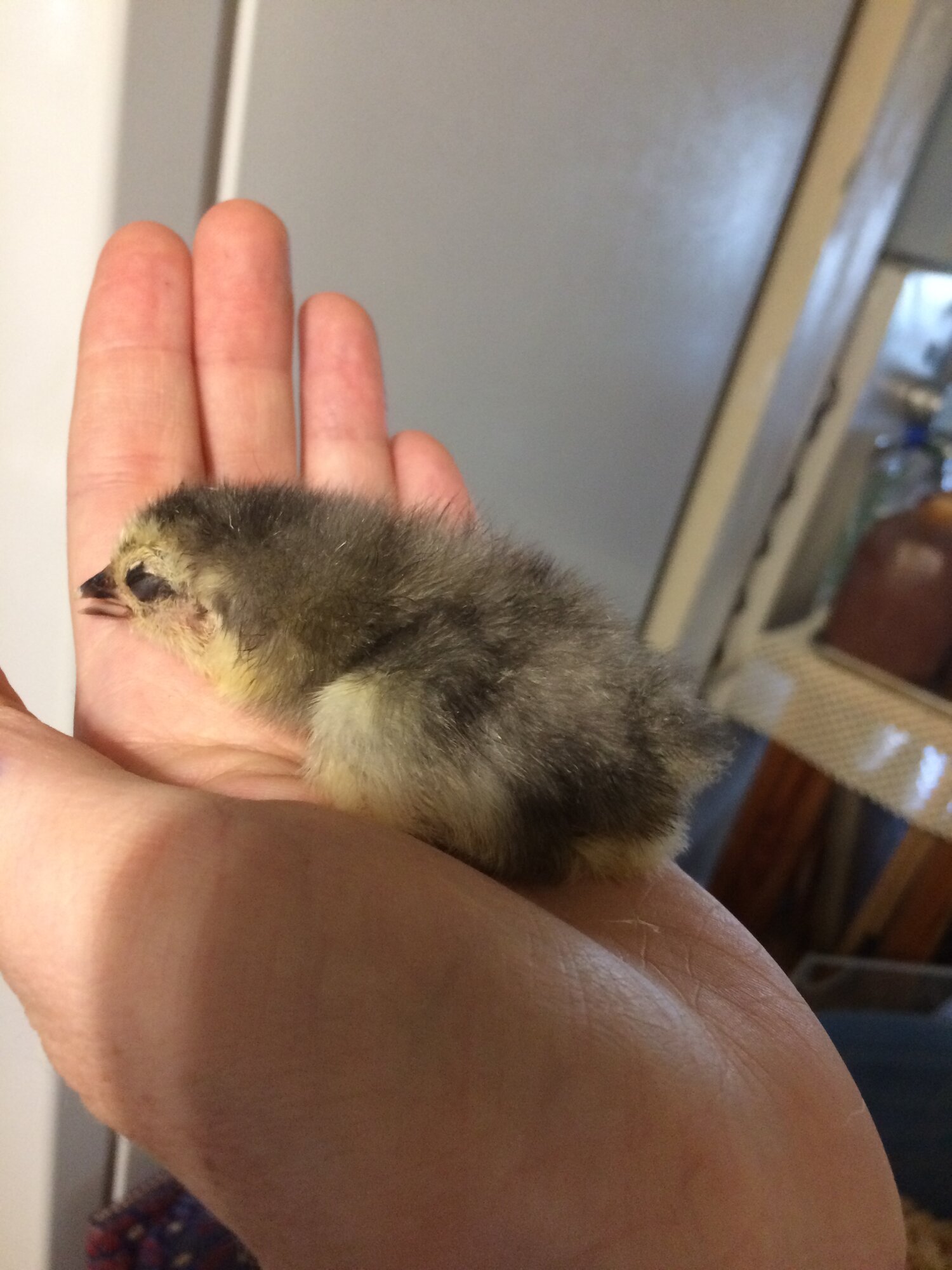 How to Cull a Chick with Kitchen Sheers (Scissors) for Squeamish People