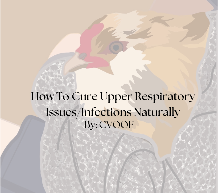 Egg Binding, What It Is & How To Treat It (4).png