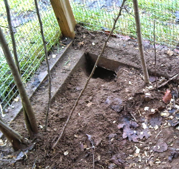 Keeping Rats Out of Chicken Coop.jpg