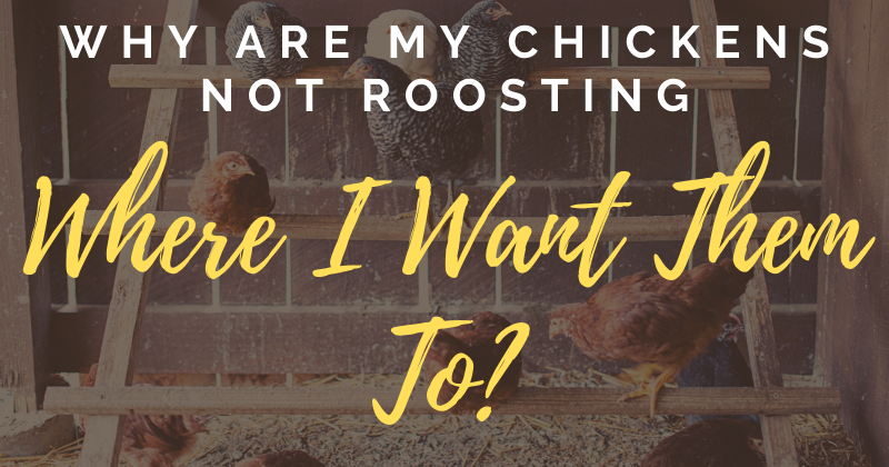 why are my chickens not roosting.png