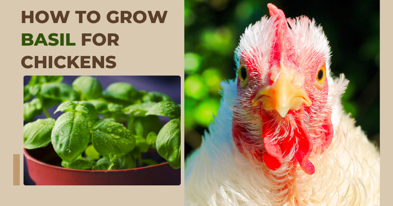 How to Grow Basil for Chickens.png
