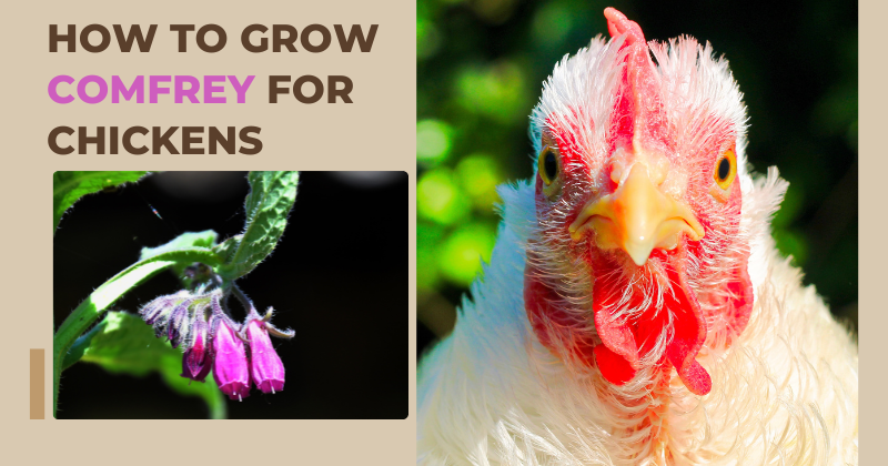 How to Grow Comfrey for Chickens.png