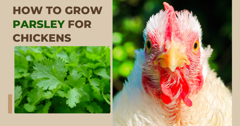How to Grow Parsley for Chickens.png