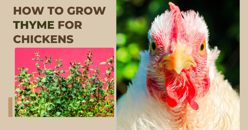 How to Grow Thyme for Chickens.png