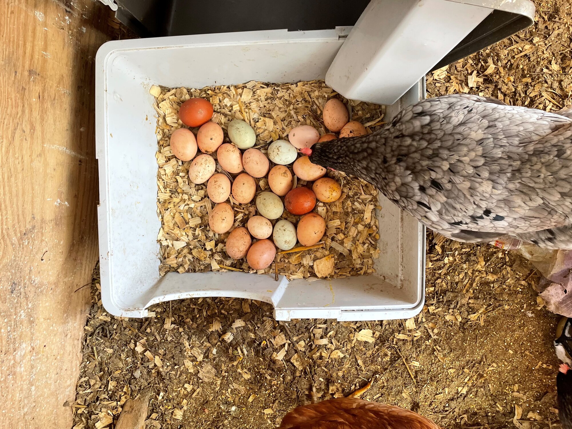How to Hatch an Egg (Or 22 of them!) BackYard Chickens Learn How to