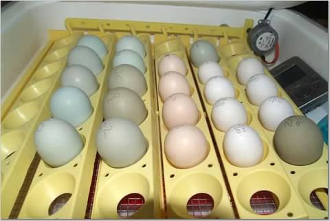 Dry Egg Cleaner  Chickens For Backyards