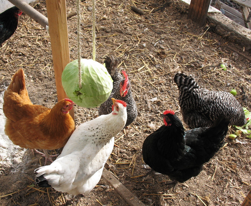 how to keep your chickens from feather plucking BackYard Chickens