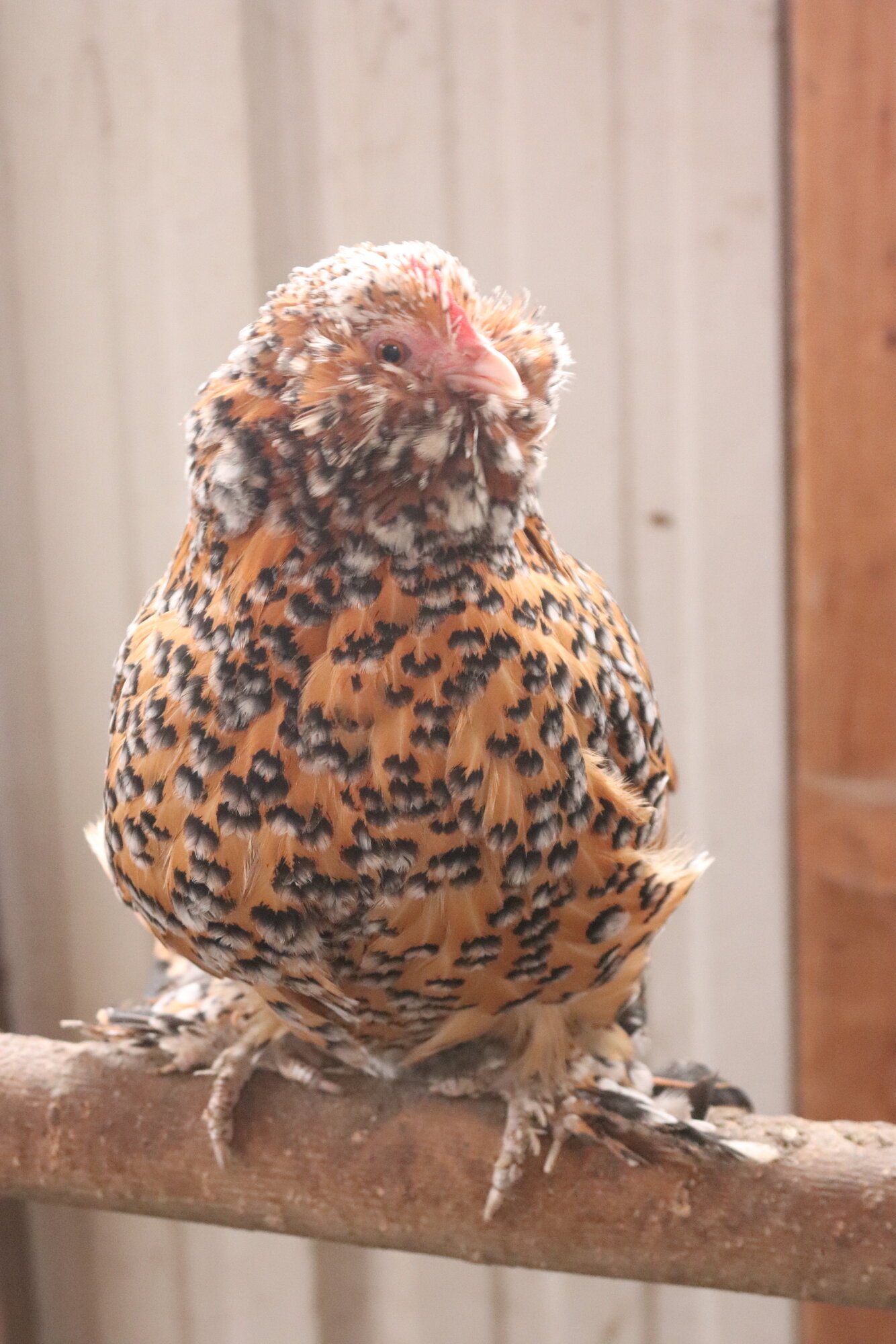 How to Prepare a Chicken for the Shows BackYard Chickens Learn How