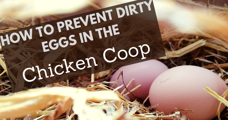 Washing Eggs - The Why And How - The Happy Chicken Coop