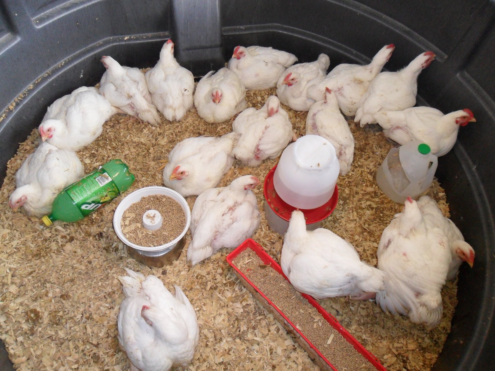 How To Raise Chickens For Meat Tips And Pictures Backyard Chickens