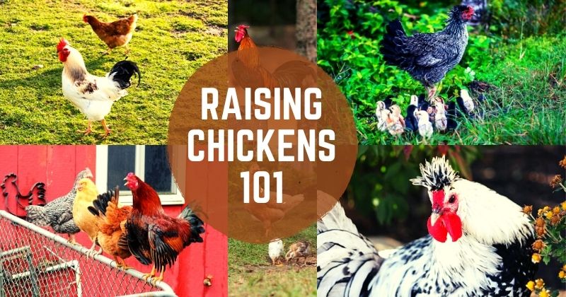 How To Raise Chickens Backyard Chickens Learn How To Raise