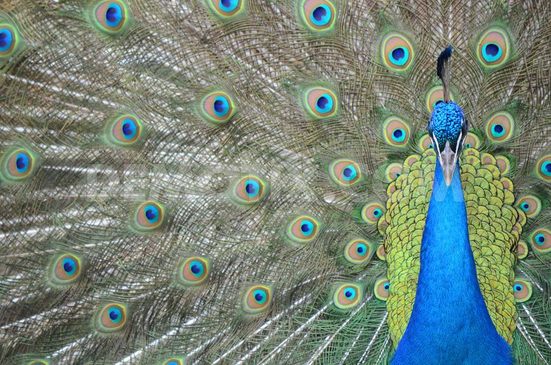 How to Raise Peafowl: Information on the Basics