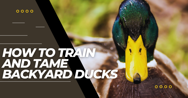 How to Train and Tame Backyard Ducks.png