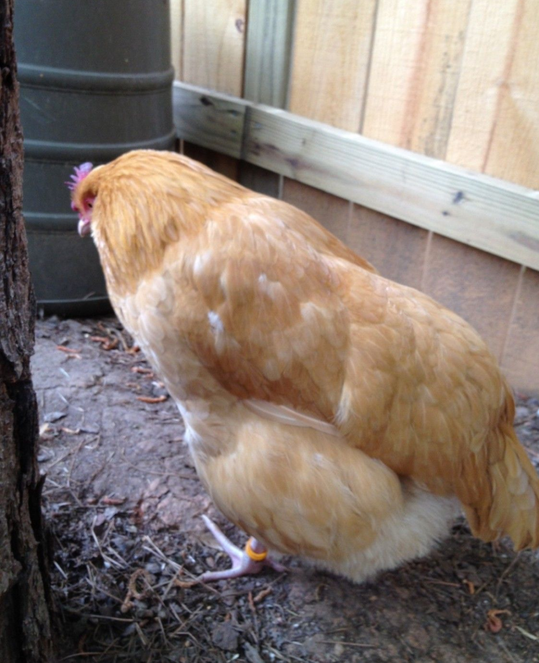 How you can help your chickens when they are sick BackYard Chickens Learn How to Raise Chickens