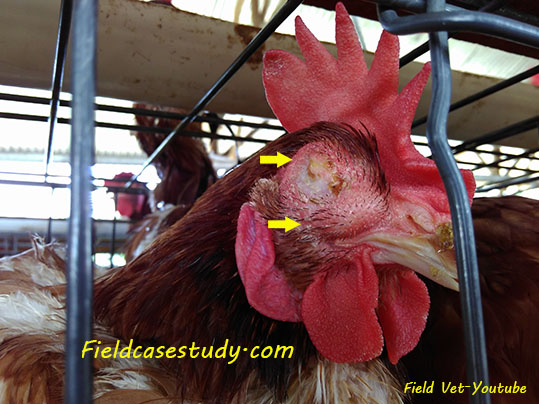 coryza-chicken-hens-pictures-symptoms-diseases-chickens.jpg