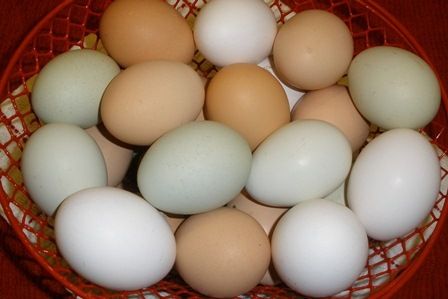 Interesting Facts About Chicken Eggs Backyard Chickens Learn How To Raise Chickens