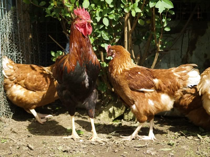 Isa Browns BackYard Chickens Learn How to Raise Chickens