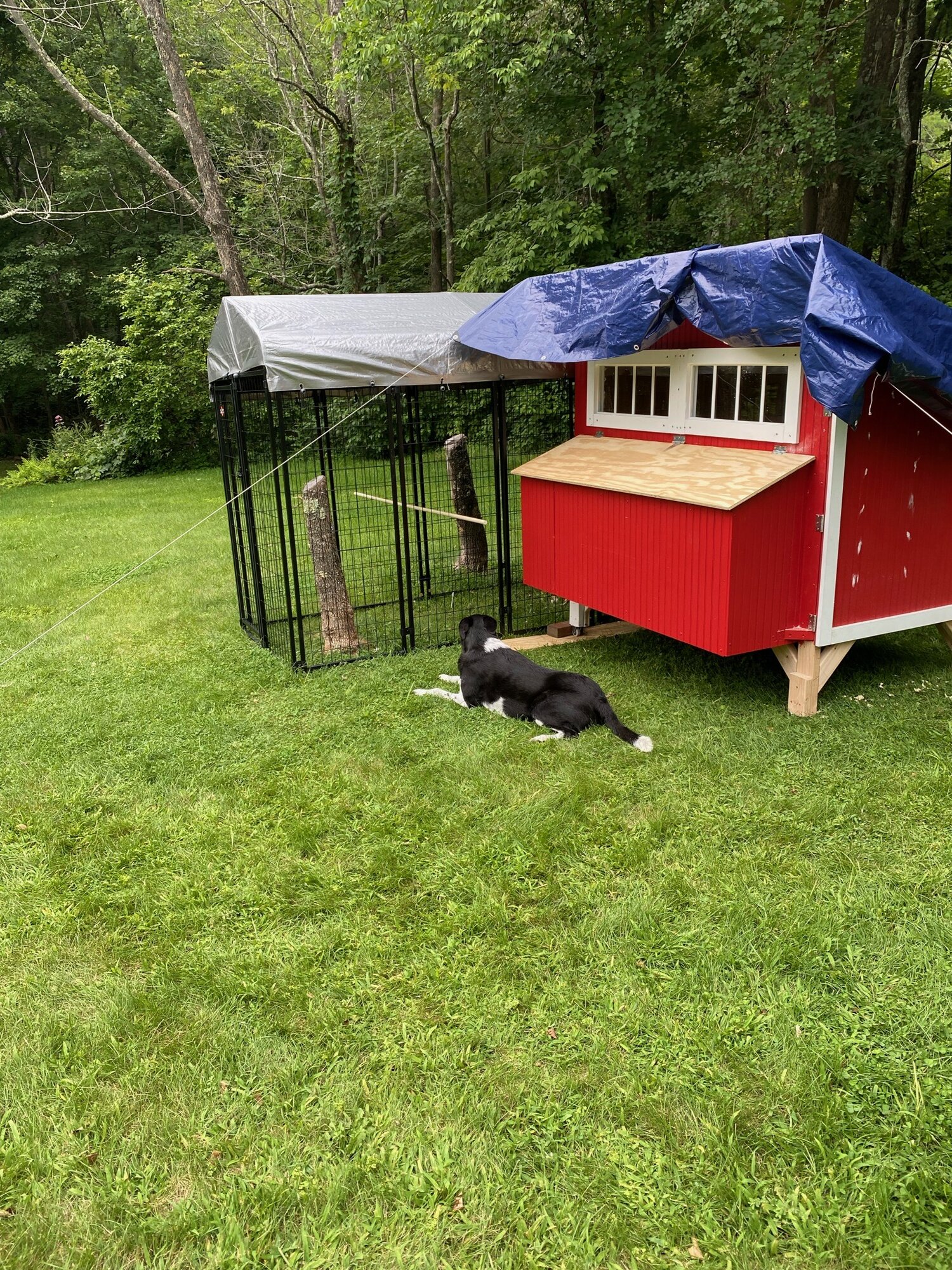 Jasper Creek Farm Chicken Coop and Run BackYard Chickens Learn How