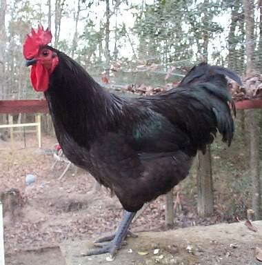 Eastern Citere Med venlig hilsen Jersey Giants - Chicken Breed Information | BackYard Chickens - Learn How  to Raise Chickens