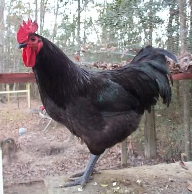 jersey giant hen