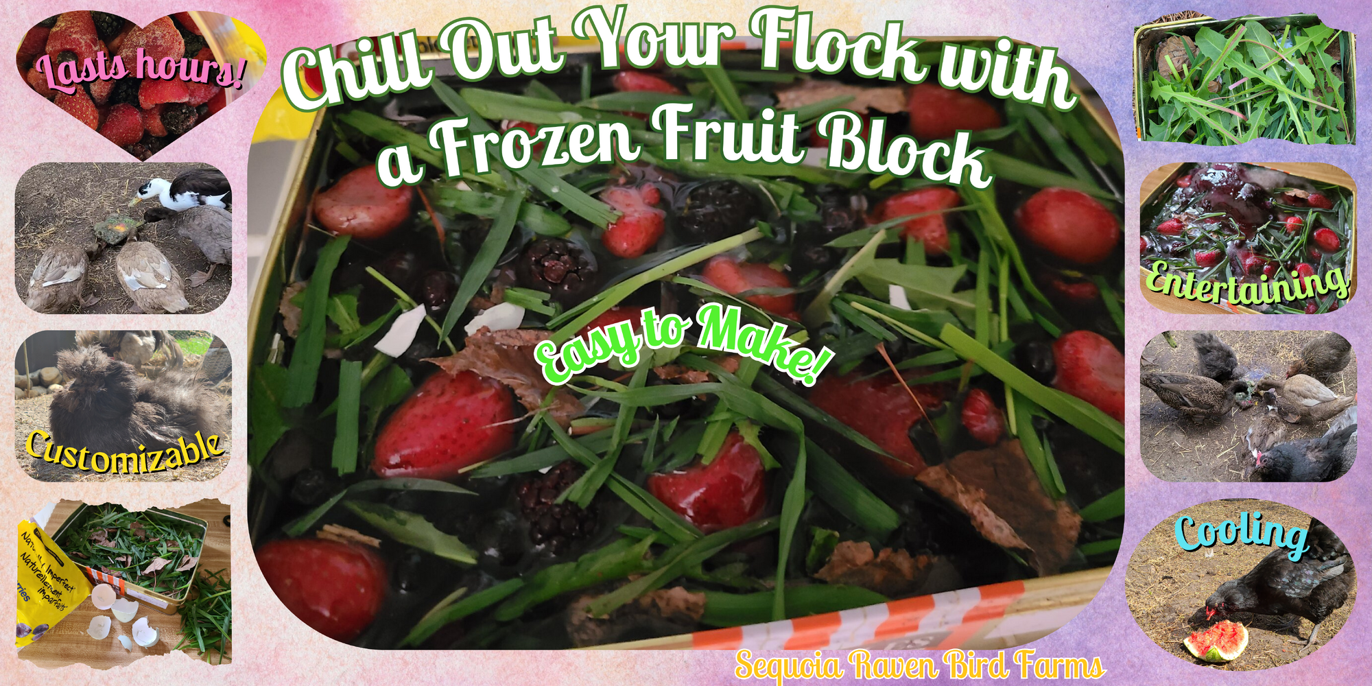 Chill out your flock BYC article thumbnail.png