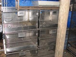 16448_hhkennel1209.jpg