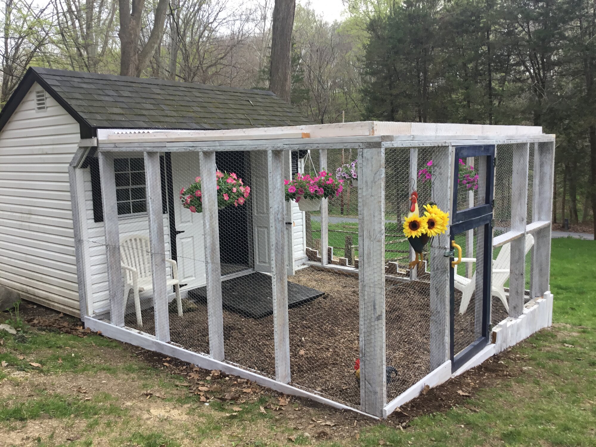 Key West Lizz BackYard Chickens Learn How to Raise Chickens
