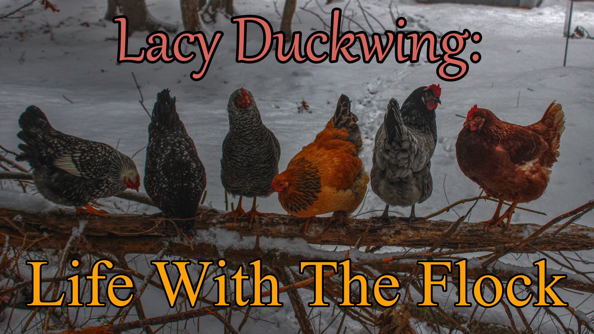 Lacy Duckwing Life With The Flock.JPG