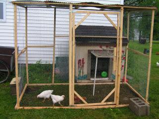 28169_chickens_003.jpg