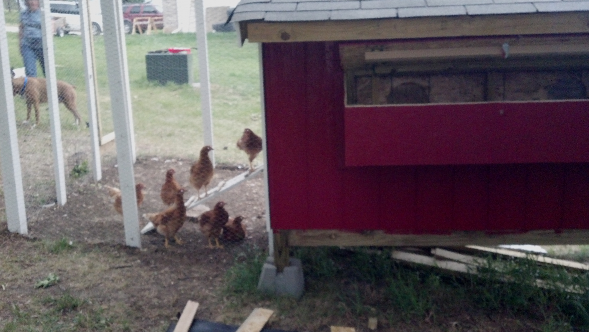 Little Red Chicken Coop BackYard Chickens Learn How to Raise Chickens