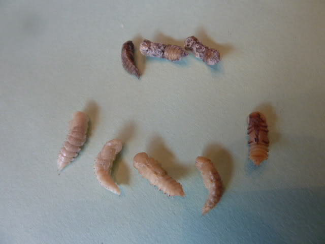 What has laid eggs in my mealworm bedding? Is the meal now contaminated?  (Bedding/Bran Mealworms Bran / Bedding)